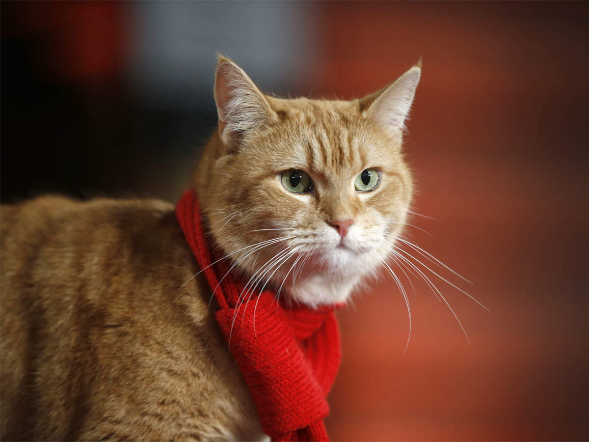 Bob is known to wear a scarf whilst accompanying his owner busking around the streets of London. – Google pic