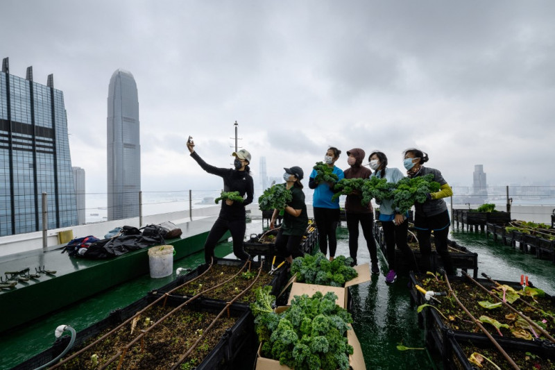 Hong Kong’s urban farms sprout gardens in the sky
