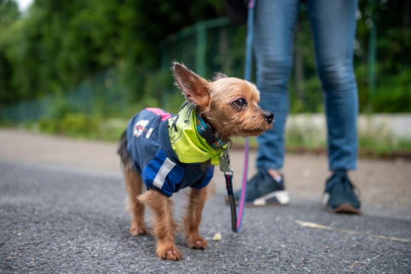 Tokyo’s real life Paw Patrol keeps crime on short leash