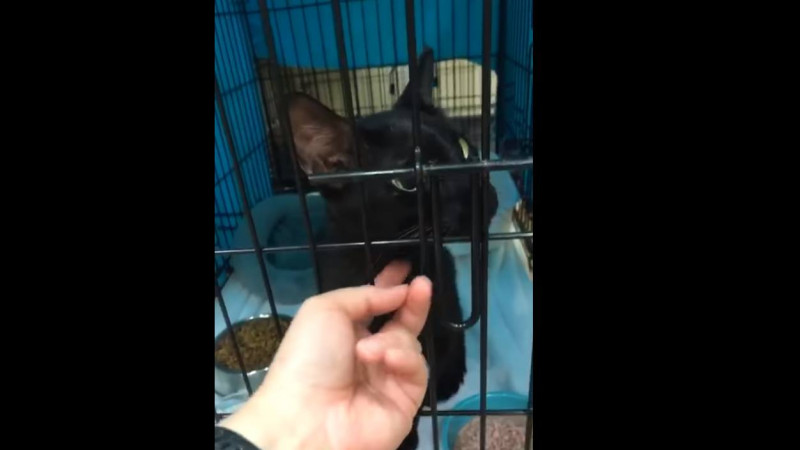 Good mews: Binx the cat survives Florida building collapse, reunited with family