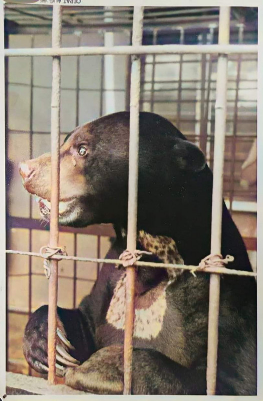 Growing up with Jiro: a family's special bond with a sun bear
