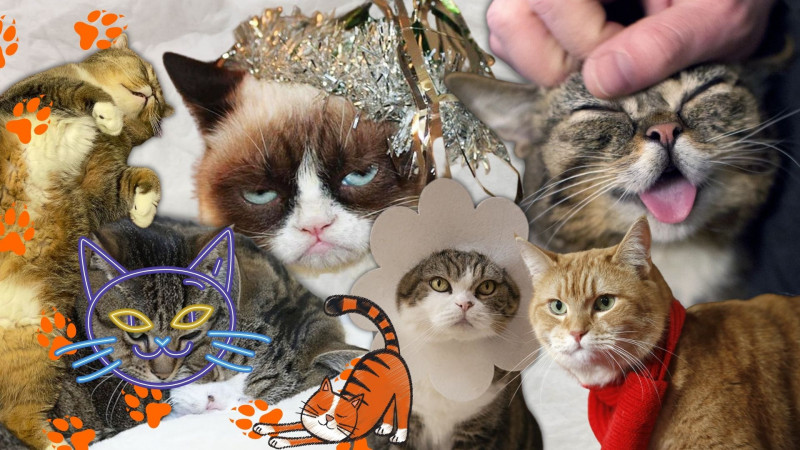 International Cat Day: Celebrating our feline companions