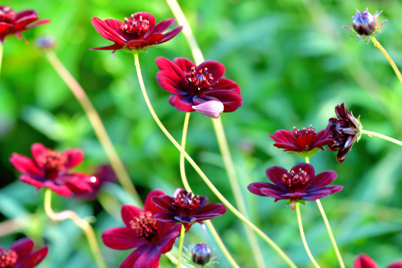 4 plants that bring mouth-watering aromas to the garden