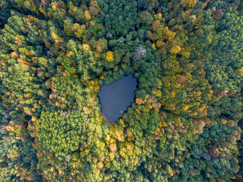 How Russian forests have key role to play in fighting global warming