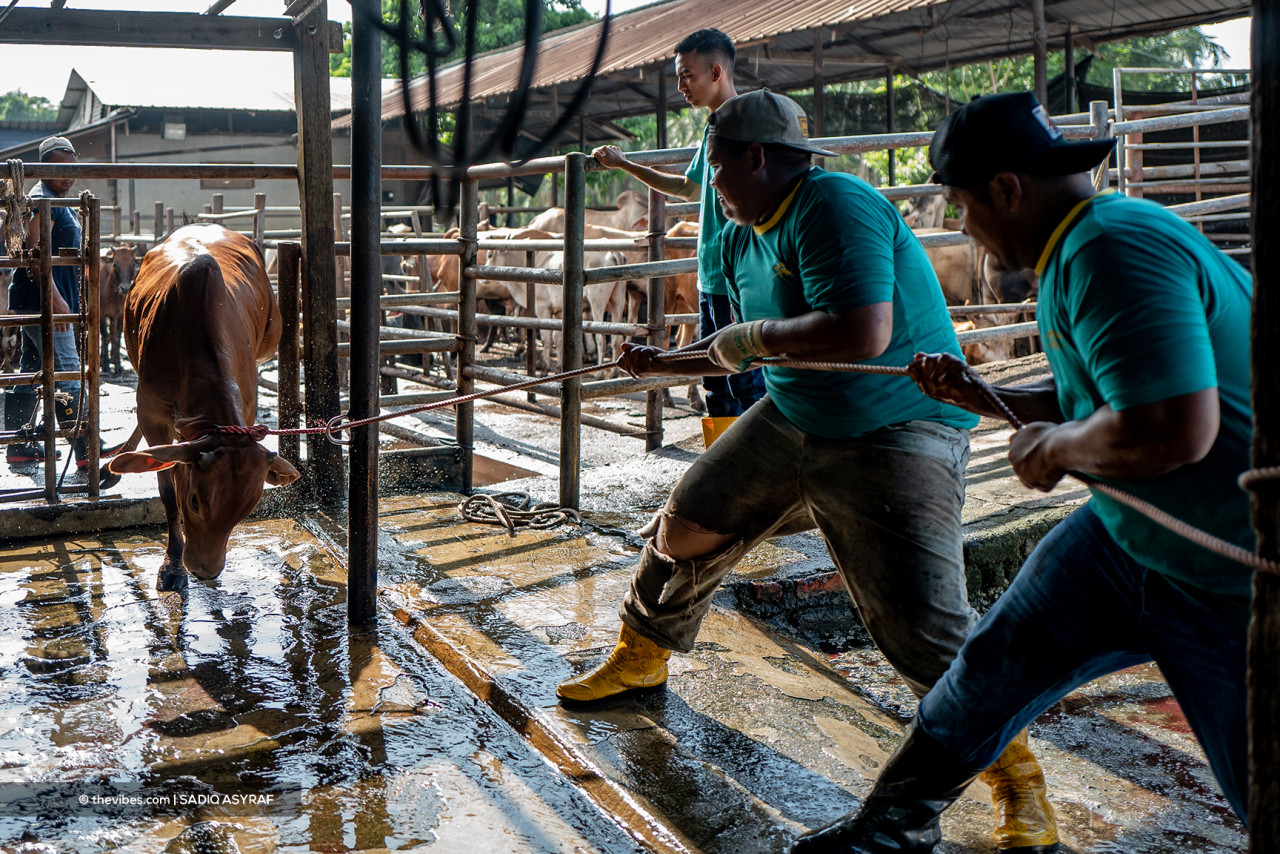 Cows being prepared for the slaughter in Kg Lombong, Shah Alam. – SADIQ ASYRAF/The Vibes pic, July 20, 2021