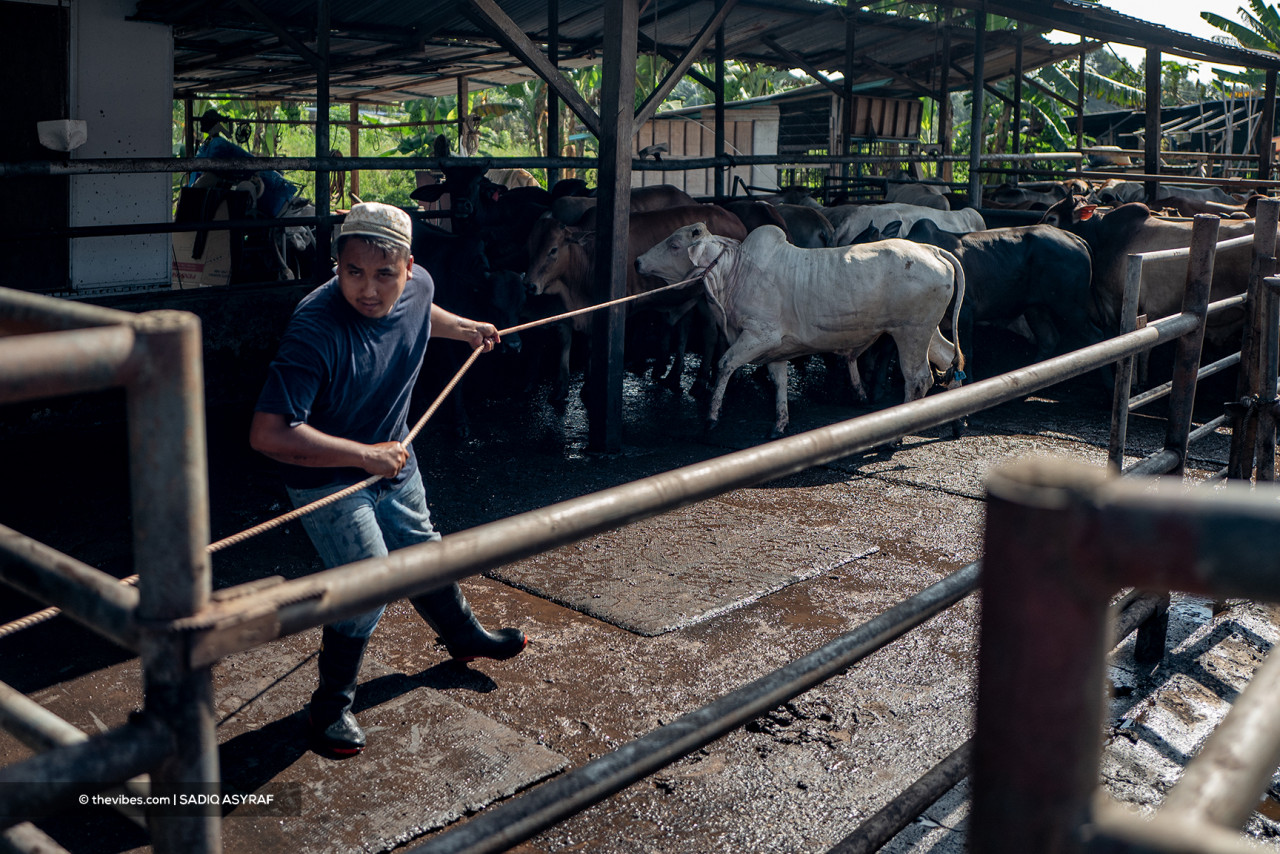 All slaughters can only be done in livestock farms due to the strict SOPs of Phase One of the National Recovery Plan. – SADIQ ASYRAF/The Vibes pic, July 20, 2021