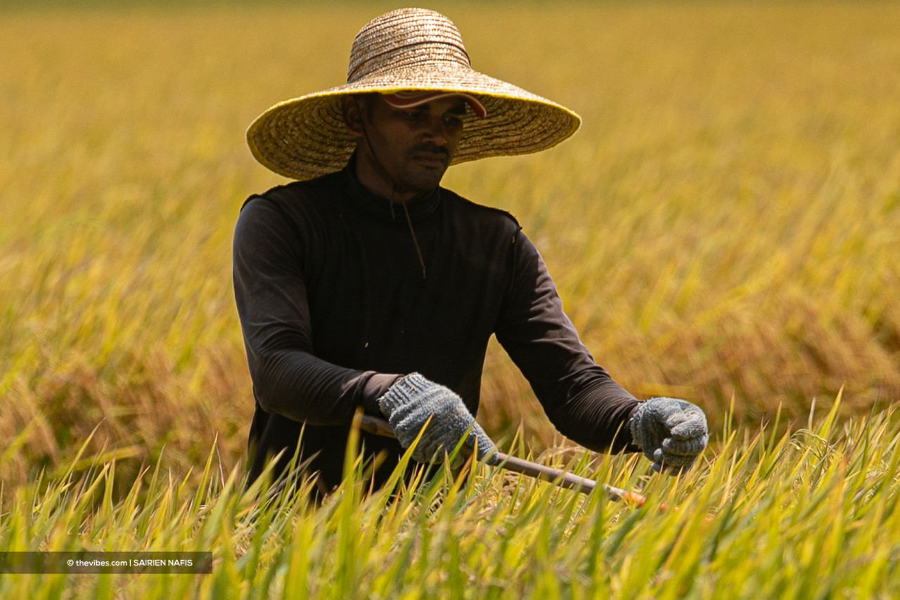 A padi farmer works the fields in Parit 4, Sekinchan. – The Vibes pic, June 6, 2021