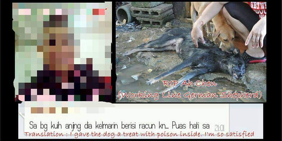 A man allegedly admitted to killing a dog that had been under ALIR’s care by feeding it poisoned bread. – Pic courtesy of ALIR