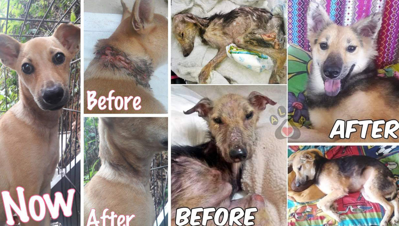 ALIR rescues injured and sick stray cats and dogs, treats them with public donations and care for them until they recover. – Pic courtesy of ALIR