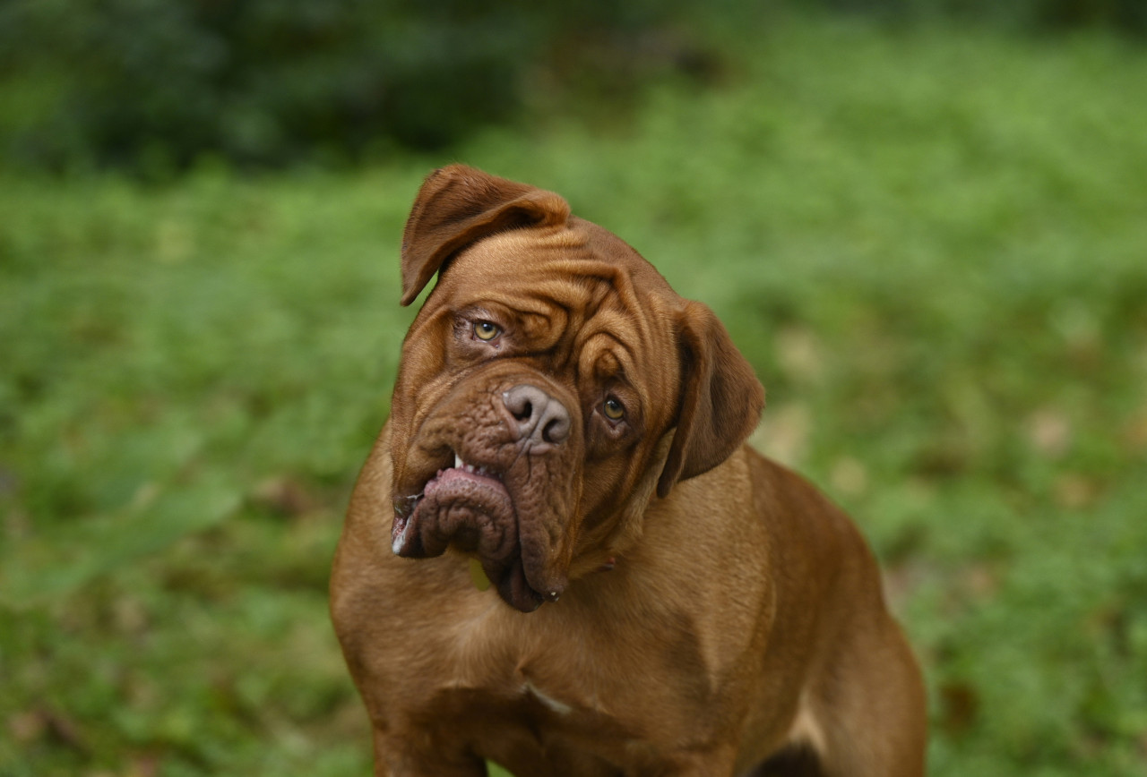 A total of five French Mastiffs played ‘Hootch’, Scott Turner’s slobbery, loveable partner in the new Disney+ original series. — Pic courtesy of ©Disney, All Rights Reserved