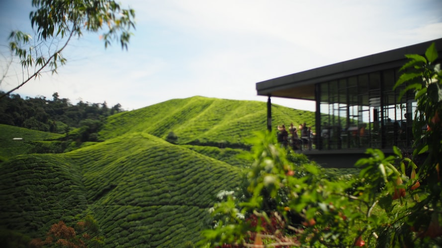 The green hillsides of Cameron Highlands. – Pic courtesy of Agoda