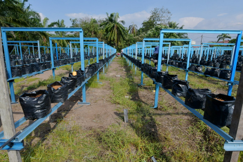 An example of 'smart farming'. - Bernama pic