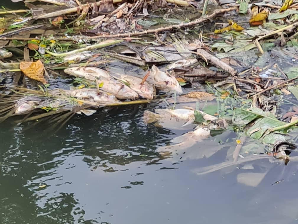Dead fish seen in Sg Damansara. – Selangor DoE pic, June 24, 2021