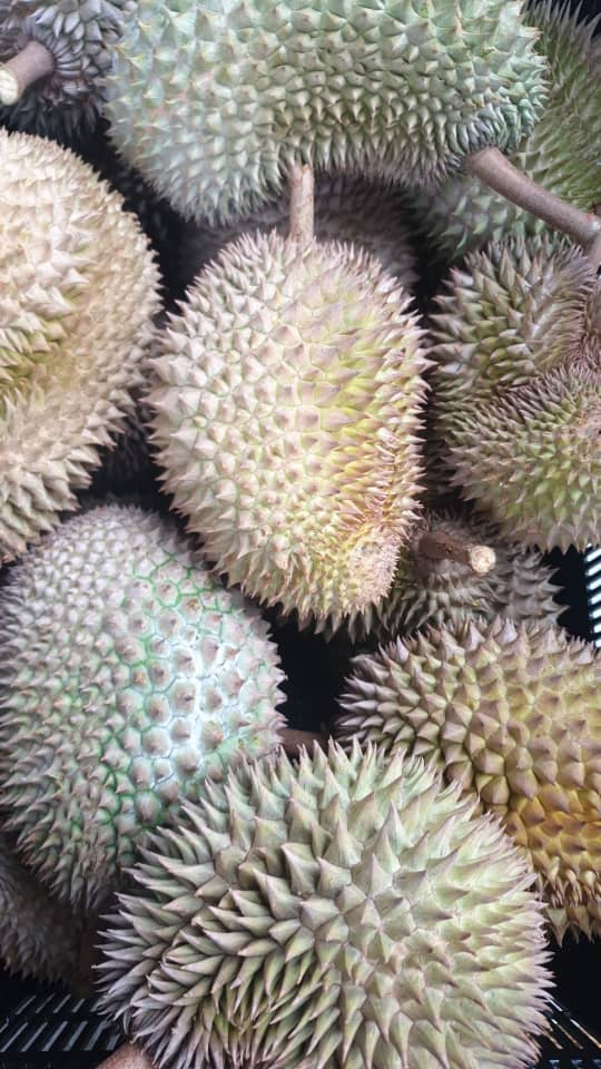 All aspects of the durian industry are at risk, including traders and suppliers, have been negatively affected by the Covid-19 pandemic and subsequent lockdowns. – Pics courtesy of Hoe Eng Kuang and Manjit Singh