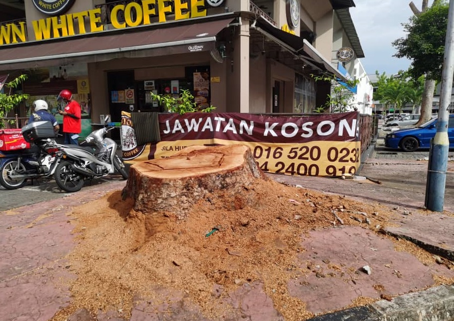 A large tree that has been chopped down after it grew too tall and its roots entered a nearby building. – Social media pic, June 17, 2021