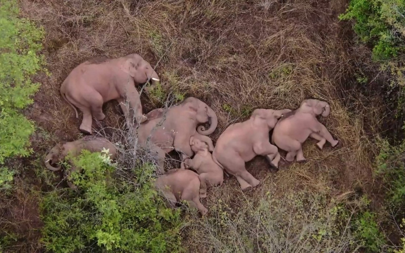 China’s trekking elephants wait for youngster to catch up