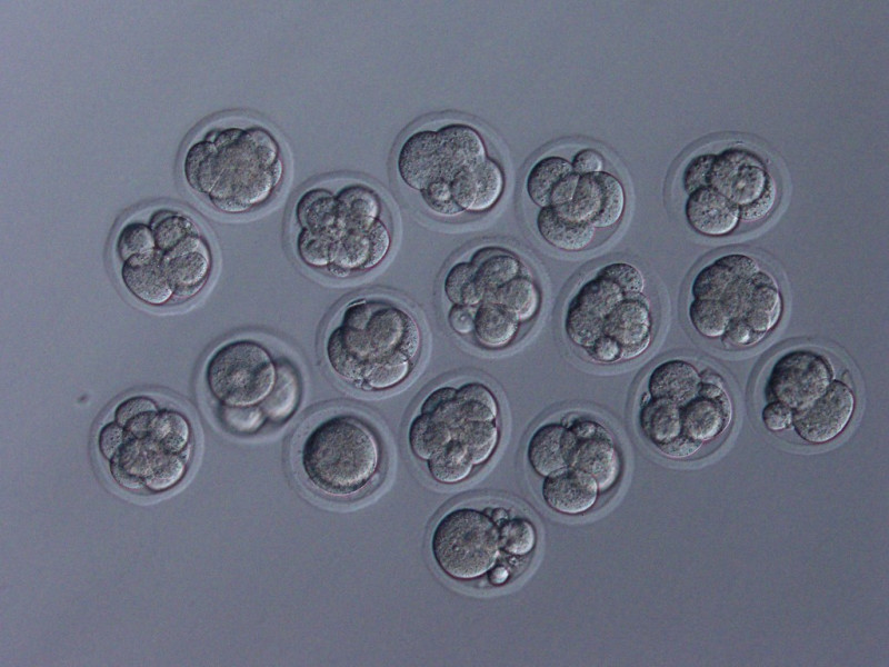 'Space pups': mouse sperm stored on ISS produces healthy young