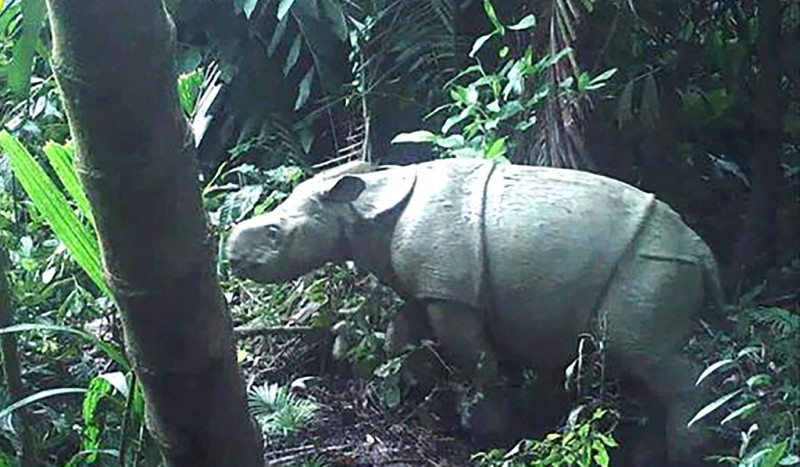 Two rare Javan rhino calves spotted in Indonesia
