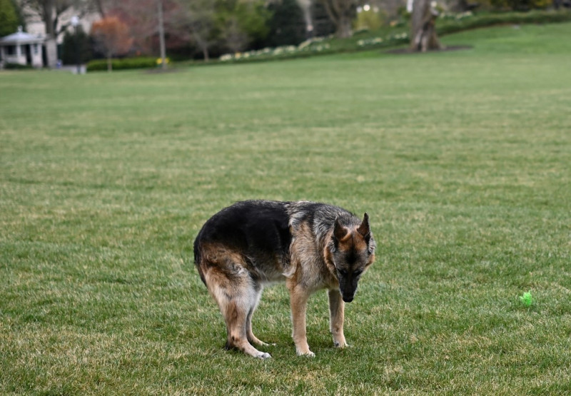 Joe Biden's dog Champ, ‘cherished companion’, dies
