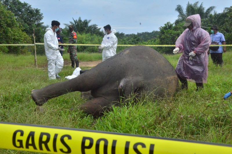 Sumatran elephant found beheaded in Indonesia