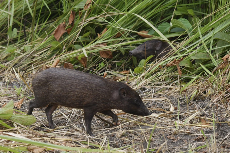 World’s smallest hog released into wild in India by conservationists