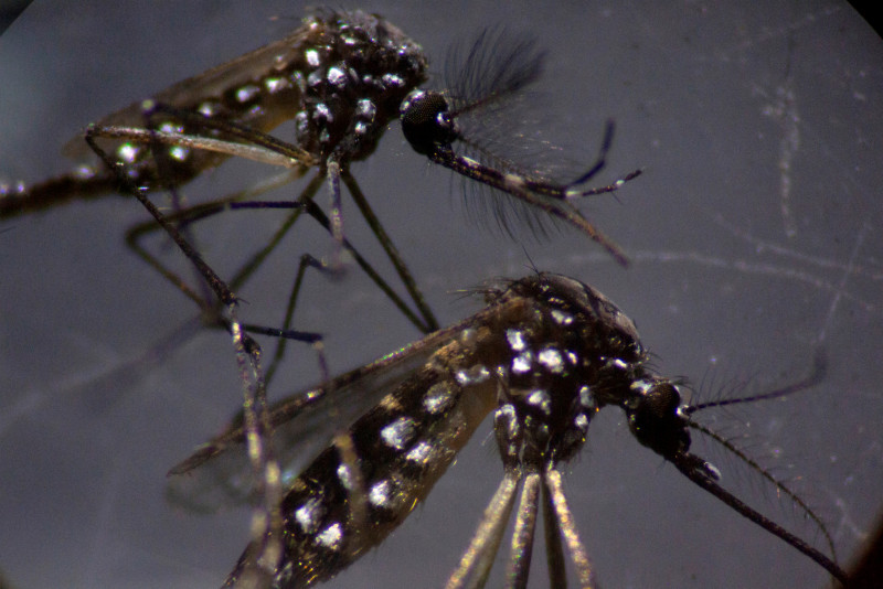 Sabah sees dengue, fire cases spike amid hot weather