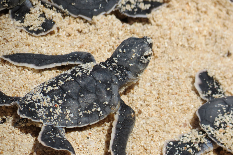 Terengganu imposes total ban on sale of all turtle eggs