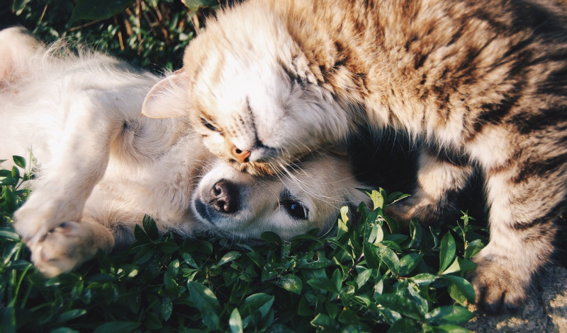 Selangor plans to ban pet shops from selling cats, dogs