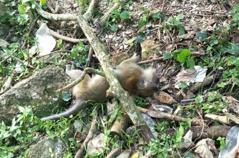 9 monkeys found dead near Penang flats allegedly fed poison