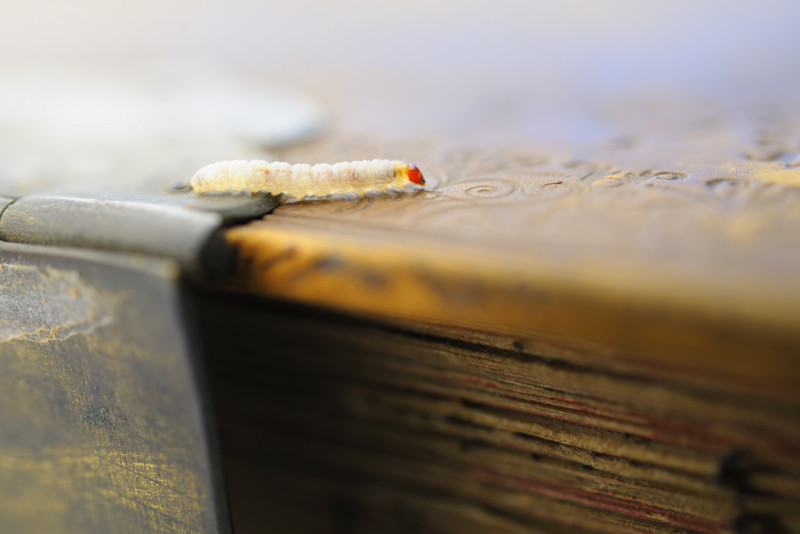 This card game is helping museums tackle pests