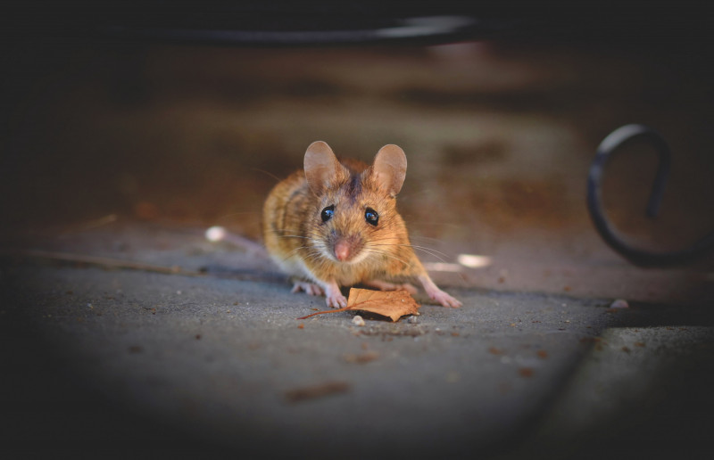 Mice force Aussie prison evacuation