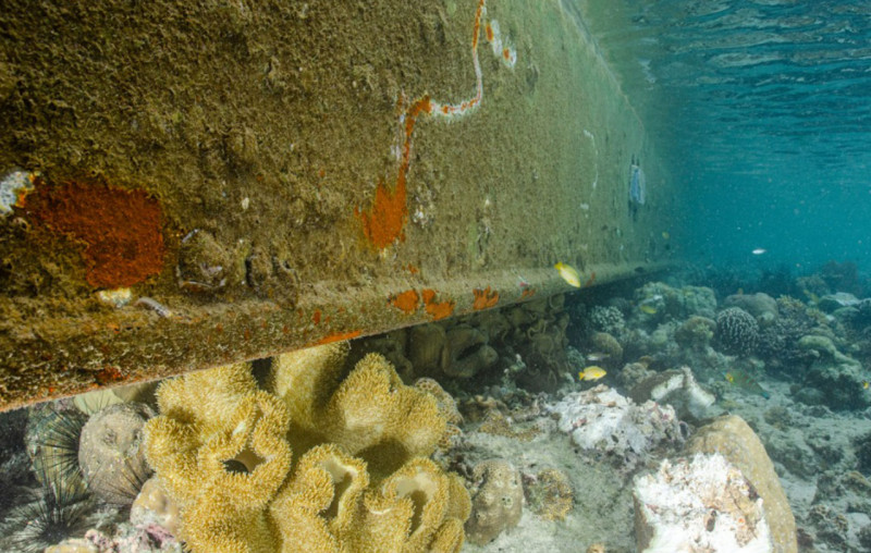Paradise lost: barge ruins world-renowned Mabul dive site