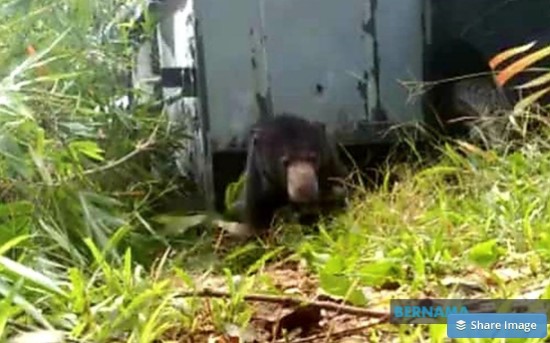 40-kg sun bear caught in Negri Sembilan