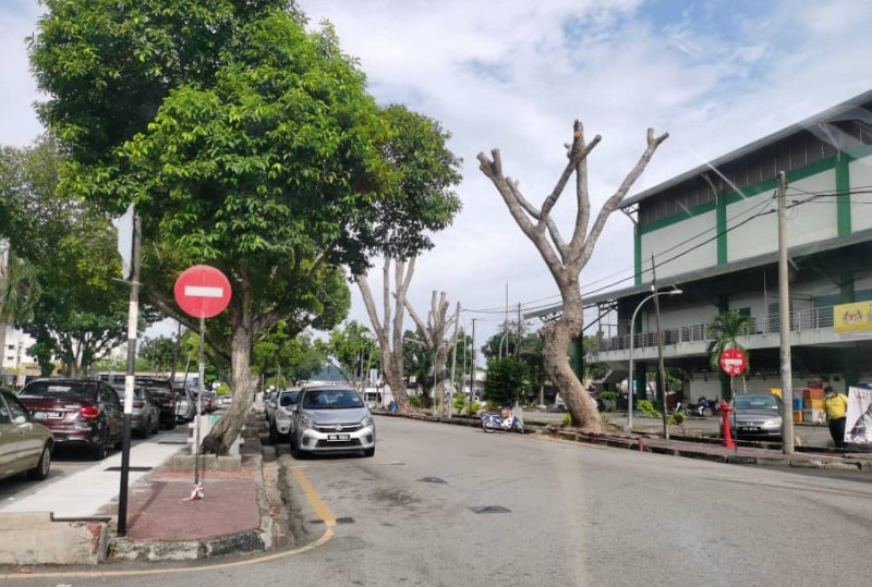 ‘Tree-cutting mafia’: Penang council urged to notify public before felling exercise