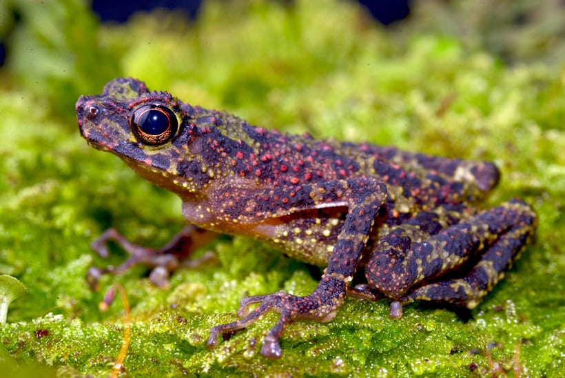 The colourful Bornean Rainbow Toad. - Pic courtesy of Indraneil Dass