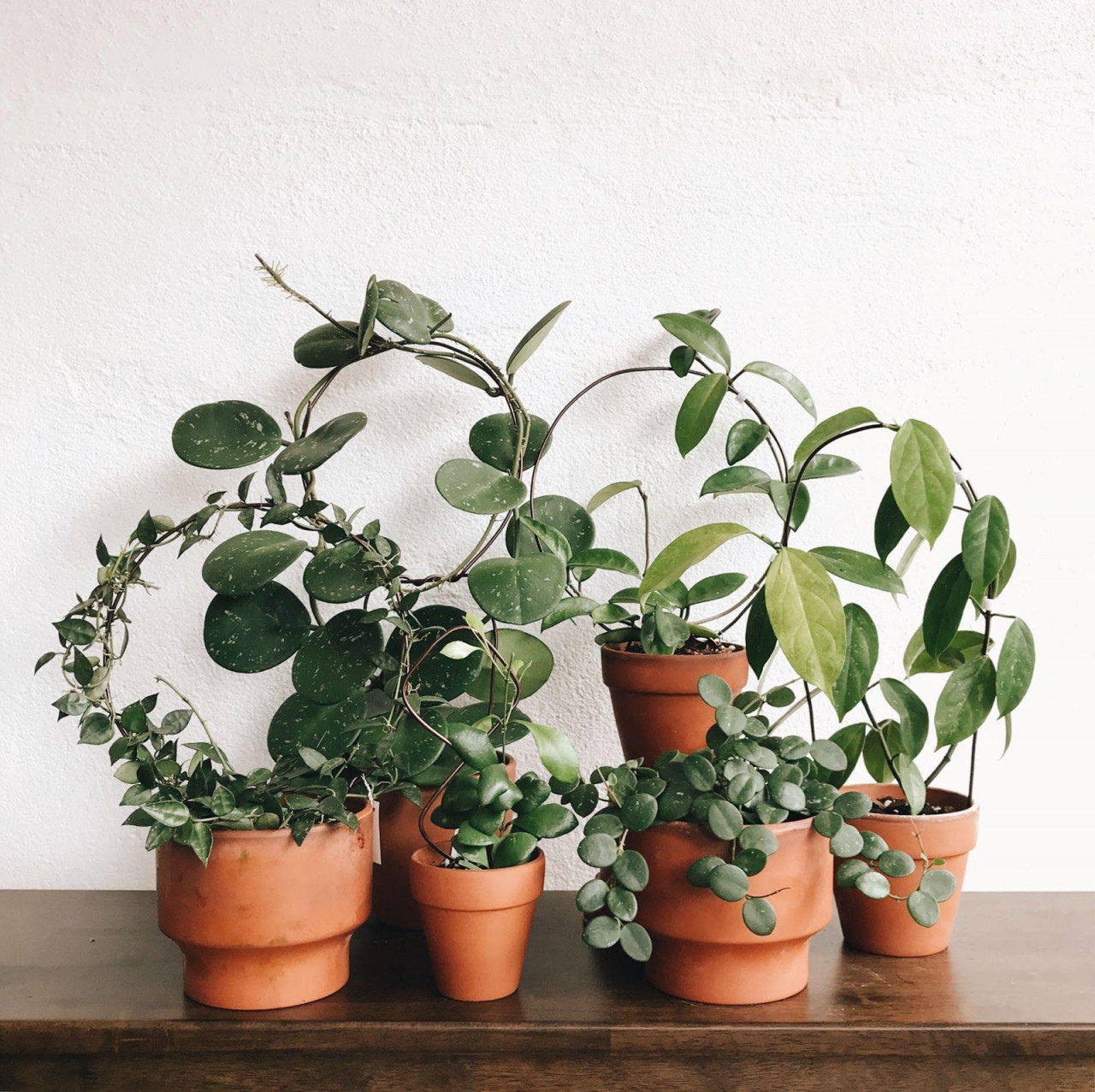 Andrea Tim’s (@plantcaffeine) favourite plant corner in her home with the Hoya genus. – Pic courtesy of Andrea Tim
