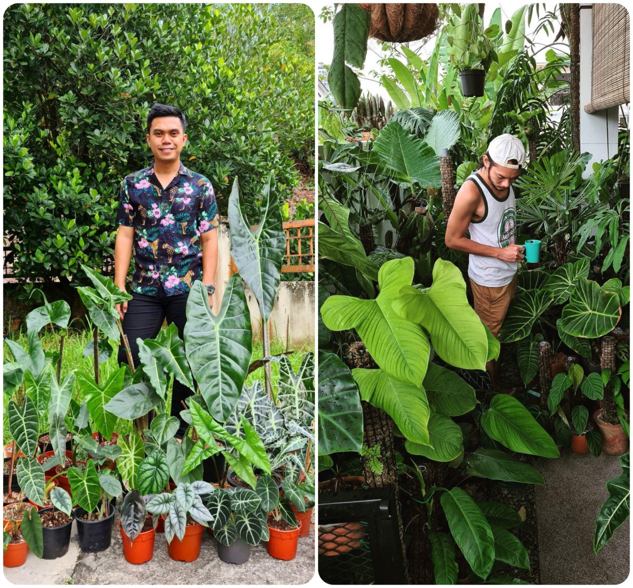 Almizar Amil Hamzah’s (@pokok.man) collection of the Alocasia genus (left). Farren Tayne (@justp_lantit) takes a stroll in his garden whenever he needs to relieve stress from work. – Pix courtesy of Almizar Amil Hamzah & Farren Tayne