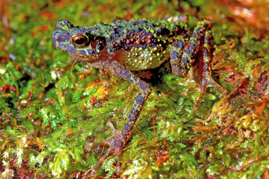 The long lost Borneo Rainbow Toad, not seen for 87 years, has since been rediscovered in 2011 in Gunung Penrissen, Sarawak. - Pic courtesy of Indraneil Dass