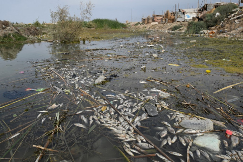 Ancient Mesopotamian marshes threatened by Iraqi sewage, pollutants