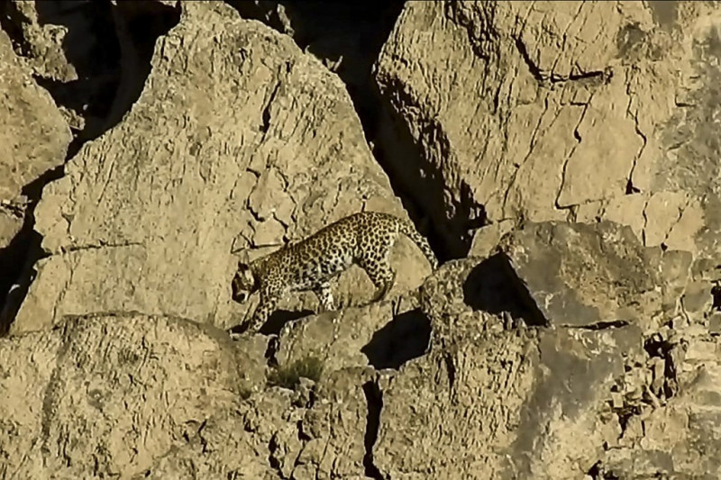 Great spot: rare Persian leopard pair sighted in Pakistan