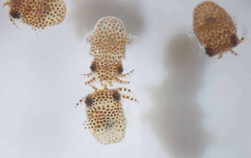 One small step for cephalopods: SpaceX carrying research squids to ISS