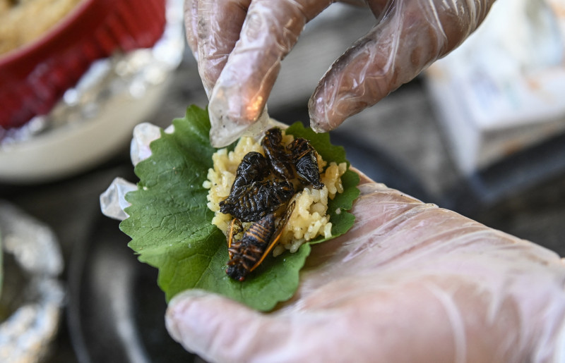 Cicada sushi, anyone? US chef serves up sustainable ‘Brood X’ delicacy