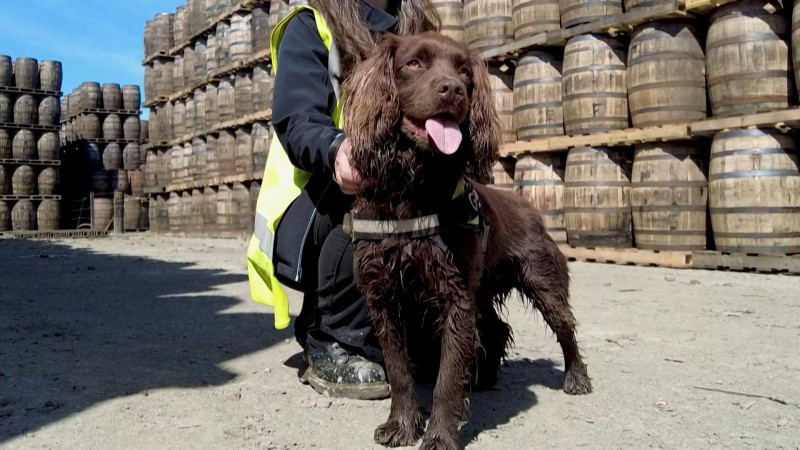 Barrel nose: whisky-sniffing dog hunts bad casks