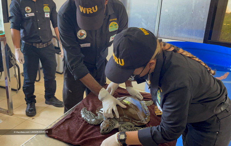 Rescued green turtle in Kudat finally released