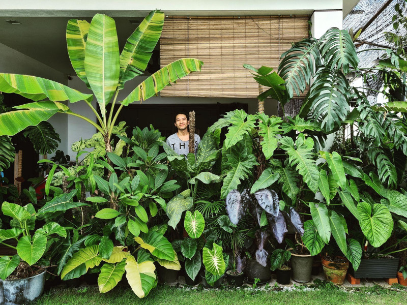Houseplants: a gardening gateway for chaotic times