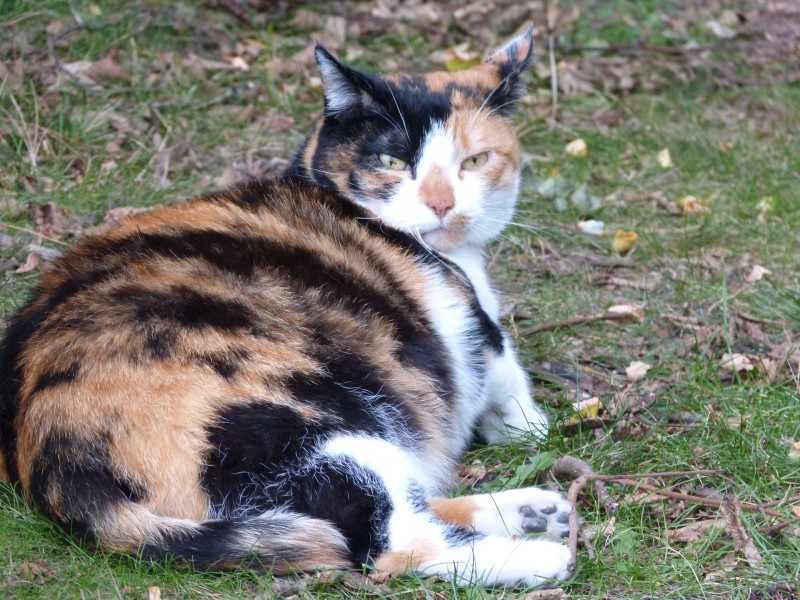 Mum ‘dies of heartbreak’ after MBSP took away pregnant cat