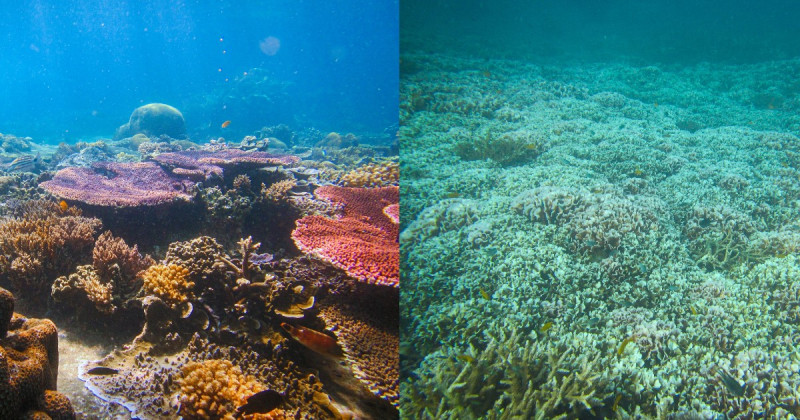 Why are warming sea temperatures bleaching Malaysian corals white?