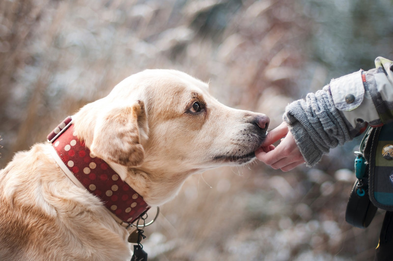 Born social: Puppies' genes guide them in human interactions