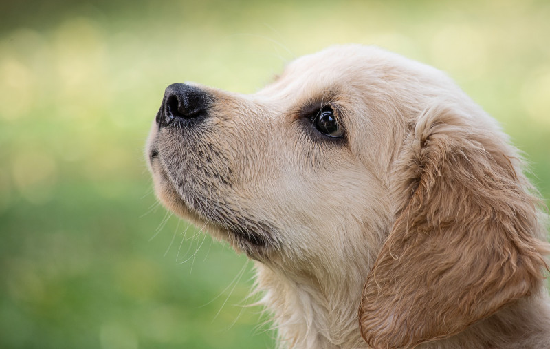 Study shows dogs can detect Covid-positive arrivals