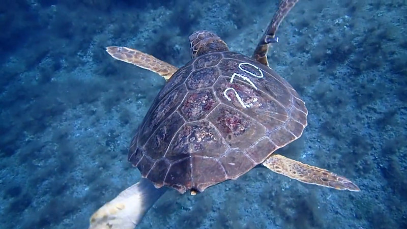 World Oceans Day: Treating turtles' decompression sickness